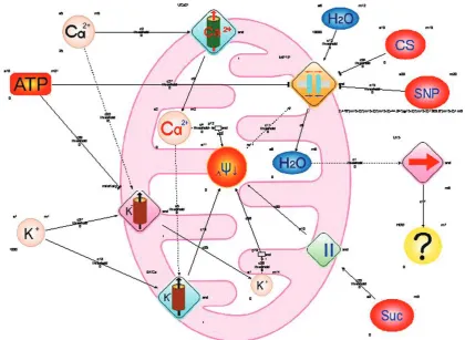 Fig. 4. changes in hydrodynamic diameter of isolated mitochondria induced by ultra-high concentrations of 