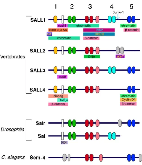 Fig. 1. Schematic representation of the main conserved domains