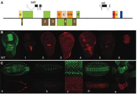Fig. 2. Genomic structure of Drosophila sal genes and their regulatory modules. (A) Schematic representation of the showing the coding regions as black boxes, the non-coding RNA as empty boxes and the introns as connecting lines between boxes