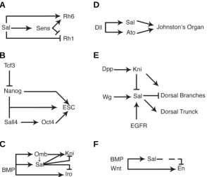 Fig. 3. Schematic representation of genetic regulatory