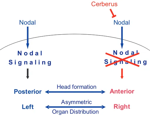 Fig. 1. Cerberus prevents Nodal signaling in the anterior and rightsides of the vertebrate embryo in order to promote head formation andasymmetric distribution of the internal organs.