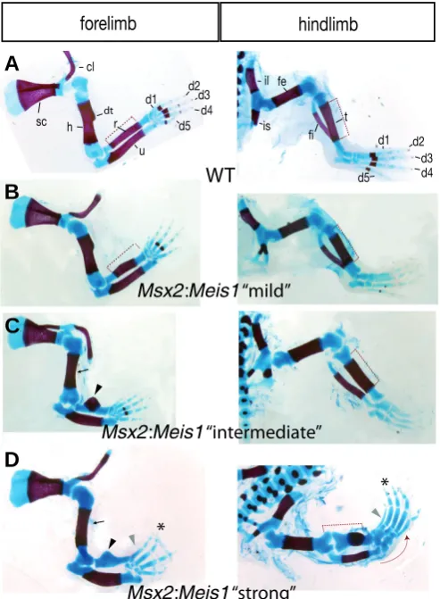 Fig. 5. Defects in distal limb development in a stable Msx2:Meis1transgenic line.cl, clavicle; d, digit; dt, deltoid tuberosity; fe, femur; fi, fibula; h, humerus;Black arrowheads in tuberosities