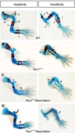 Fig. 6 (Left). Ectopic Meis1 expression leads to a distal shift of