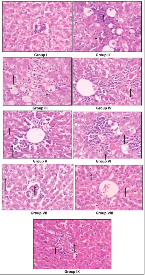 Fig. 1: Histopathological studies of the rat liver in paracetamol induced hepatotoxicity