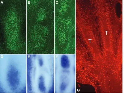 Fig. 3. The pattern of cell proliferation in the developing digits and tendons correlates with the expressionof Id2 within the maturating cartilage.against BrdU to compare the pattern of cell proliferation equivalent stages