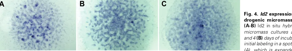 Fig. 4. Id2 expression in chon-