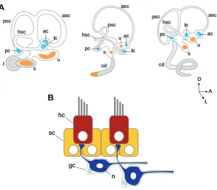 Fig. 1. The structure of the inner ear. (A) The membranous labyrinth in threesaccule; u: utricle