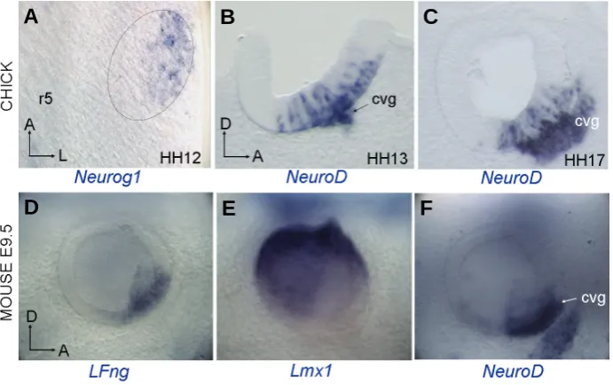 Fig. 3. Early patterning of the otic placode.Expression of early otic genes in the chick HH10