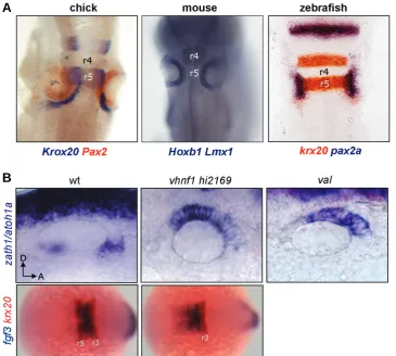 Fig. 4. The otic primordium develops in the ectoderm adjacent to the caudalhindbrain. (A)