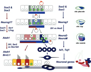 Fig. 5. Cell fate specification in the inner ear. The diagram shows a model of hair cell and neuron