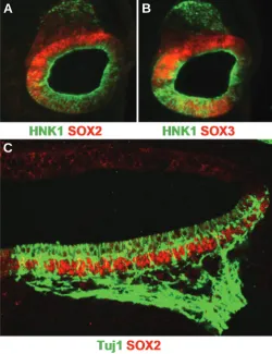 Fig. 6. SOX2 and SOX3 expression in the developing inner ear. (A,B)