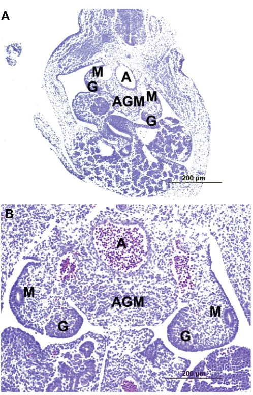 Fig. 2. AGM region in mouse embryos. Mouse embryonic transversalsections at 10.5 dpc (A) and 11.5 dpc (B) at the level of the AGM region.A, aorta; G, gonad; M, mesonephros.