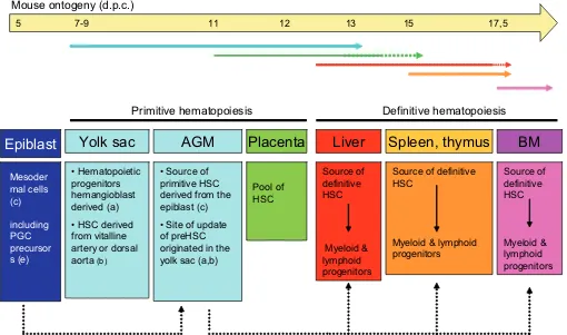 Fig. 3. Diagram of the ontogeny of hematopoietic stem cells. Different letters show distinct hypotheses