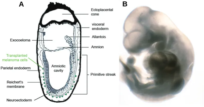 Fig. 1. Initial and final embryonic stage of our observations.to grow in culture. ~7.5 dpc mouse embryo