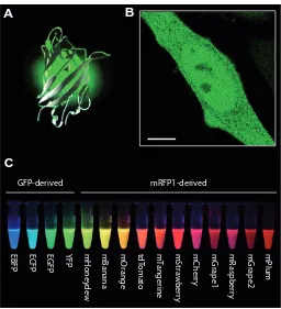 Fig. 3. The Green Fluorescent Protein and variants. (A) GFP folds intocovering the full visible emission spectrum