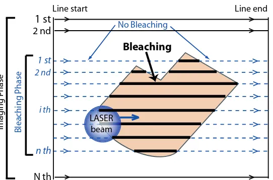 Fig. 5. Schematics of bleaching with a Confocal Laser Scanning Micro-scope (CLSM). (numbered in normal lettering), with N>n