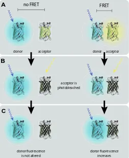 Fig. 7. Acceptor Photobleaching FRET. (A) FRET between a donor and