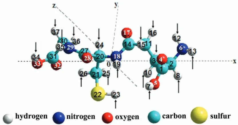 Fig. 1. “attack directions” of different centers of GSH molecule with hydroxyl and superoxide-anion radicals (free enumeration of atoms; 0 – mass center of GSH molecule)