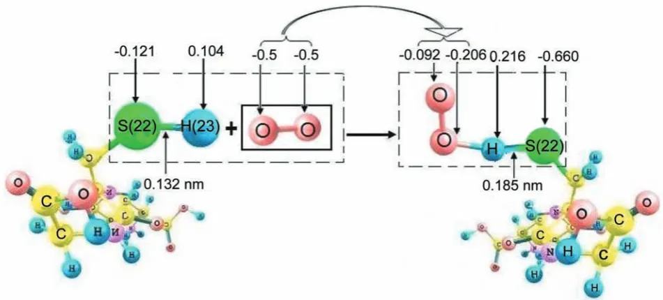 Fig. 3. Scheme of interaction of GSH molecule with •ОН (arrows point to charges on atoms according to lowdin)