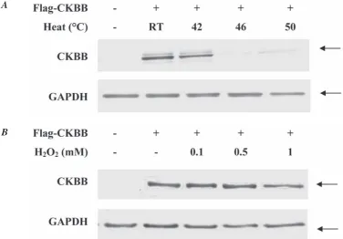 Fig. 2. heat and hydrogen peroxide treated A549 cell lysates containing overexpressed ckBB protein