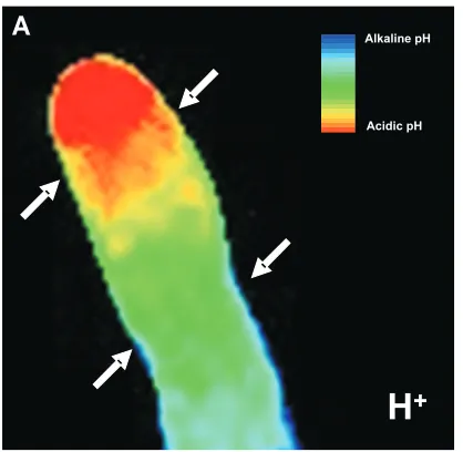 Fig. 3. Cytosolic pH and H+ fluxes at the tip of tobacco pollen tube.