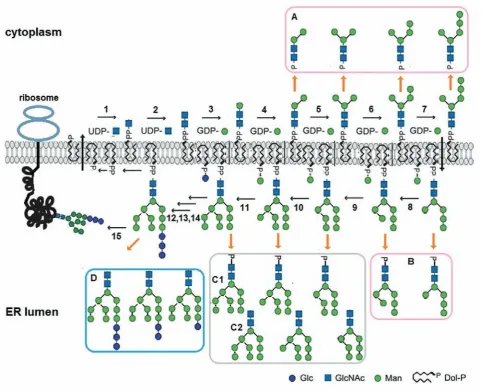 Fig. 1. the dolichol phosphate cycle as a source of free oligosaccharides. UDP – uridine diphosphate, GDP – guanosine diphosphate, P – phosphate, PP – pyrophosphate, Glc – glucose, GlcNac – N-acetylglucosamine, 