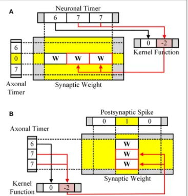 FIGURE 2 | Learning stage for (A) pre-then-post spikes and (B) post-then-pre spikes.