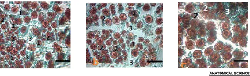 Figure 2. F Light photomicrographs of semi thin transverse sections of the Sciatic nerve in control groups stained with Masson's trichrome  (a=24 month, b=20 month, and c= 16 month)