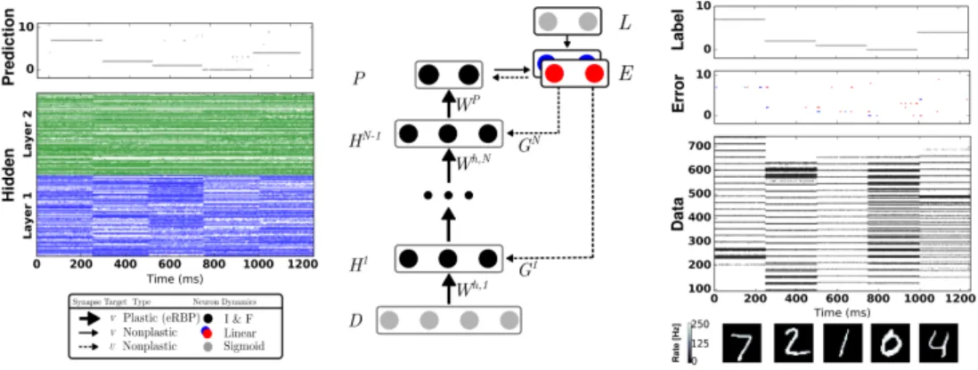Figure 8: Network Architecture for Event-driven Random Backpropagation (eRBP). The network consists of feed-forward layers (784-200-200-10) for prediction and feedback layers for supervised training with labels (targets) L