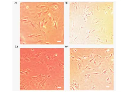 Figure 3. Aspect ratio of cells in the control and test groups**P≤0.01