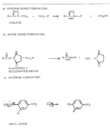 Figure 8.General reaction mechanisms of a] imidates and b) N-hydroxysuccinimideesters with primary amino groups, c] Illustrates nitrene generation from aryl azides.