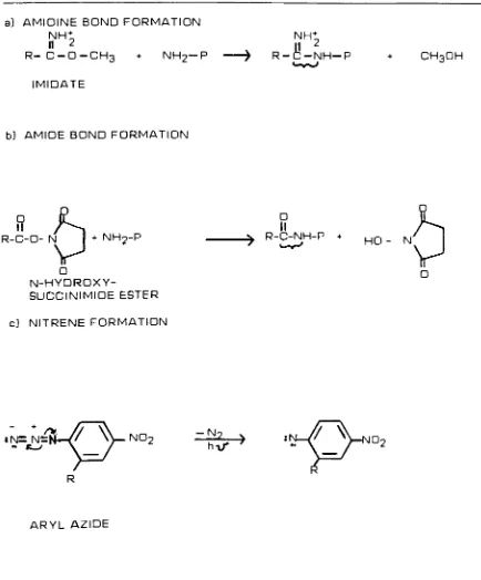 Figure B.General reaction mechanisms of a) imidates and b) N-hydroxysuccinimideesters with primary amino groups, c) Illustrates nitrene generation from aryl azides.