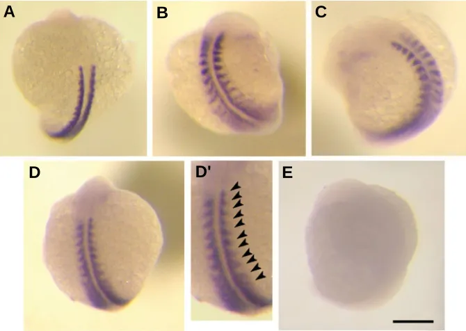Fig. 4. Endogenous hsp90αααααdeveloped a maximum of eleven somites 2.5 hours after heat shock Under control conditions, zebrafish express an hsp90 signature within the developing somitesgreatest upregulation of view)