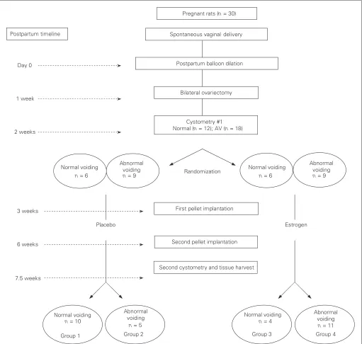 Fig. 1. Experimental design. AV = abnormal voiding.
