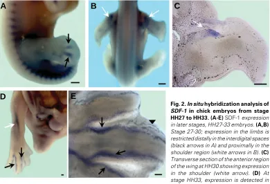 Fig. 2. In situ hybridization analysis of