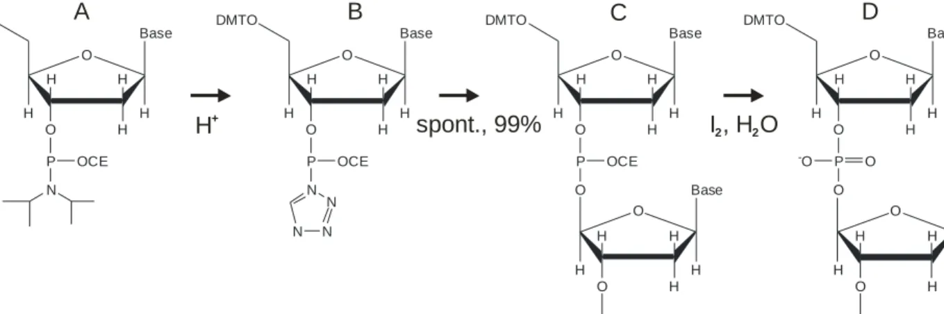 Fig. 2: Phosphporamidite-procedure for DNA synthesis in 3’- to 5’-direction: Commercially available  nucleoside-3’-phosphoramidites (A) are added to a growing oligonucleotide chain and exposed to weak  acid