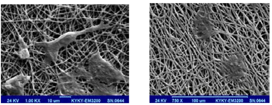 Figure 12. SEM images of cell penetration inside scaffold structure made by electrospinning method.