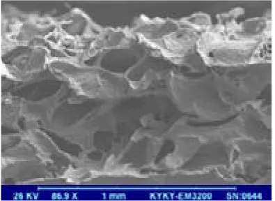 Figure 6. SEM images of scaffold surface made by solvent casting.