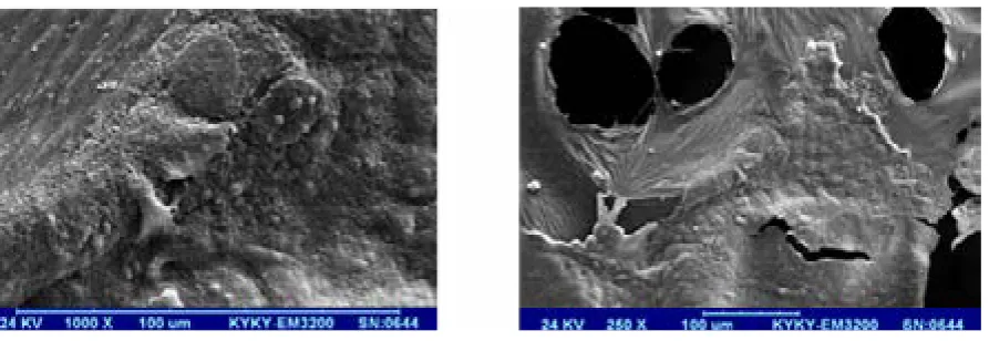 Figure 9. SEM images of cell penetration inside structure of scaffold surface made by solvent casting.