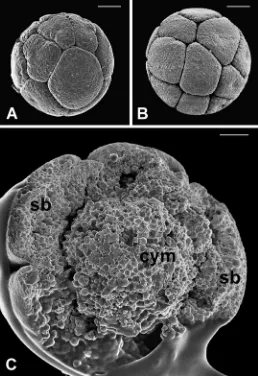 Fig. 4. Scanning electron micrographs of the early embryo of