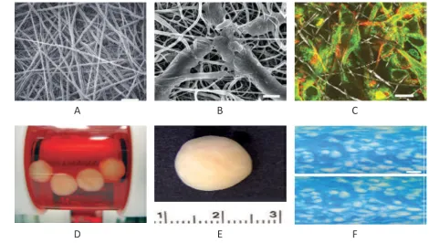 Figure 1. Cartilage tissue engineering using biodegradable polymeric nanofibrous scaffold.(A) Ultrastructure of nanofibers