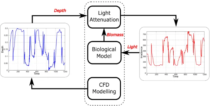 Fig. 1. Coupling methodology of photosynthesis kinetics, hydrodynamics and light attenuation in the raceway pond.
