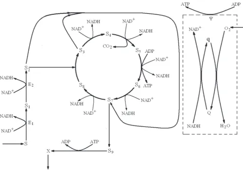 Fig. 1. General scheme of the metabolism of growth of cells Candida utilis on ethanol [12]