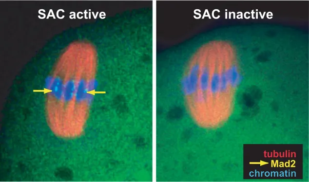 Fig. 6. Mad2 localization on kinetochores suggests that the spindle assemblycheckpoint (SAC) is active in early metaphase II mouse oocytes.the kinetochores, despite the oocyte remaining arrested in metaphase II due to CSFkinetochores