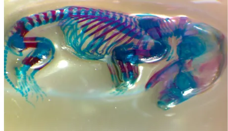 Figure  1. Stained 17th day embryo by mentioned double skeletal staining technique.