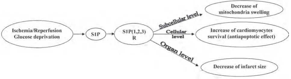 Fig. 3. Sphingosine-1-phosphate and cardiomyocytes survival