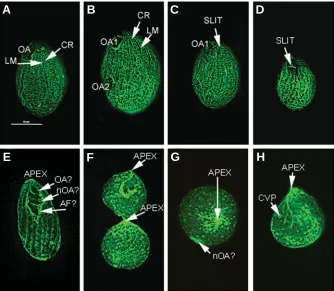 Fig. 8. The II8G phenotypes of Tetrahymena thermophila. (A-D) Specimens immunostainedbasal bodies of ciliary rows (CR).totally unstained