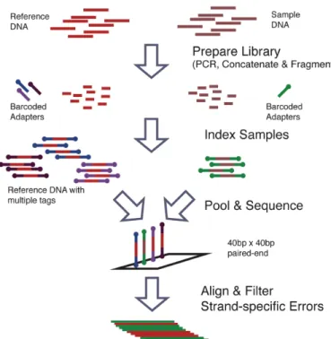 Figure 3.1: Synthetic DNA sequence DNA sequence synthesis and sequencing flowchart. Sample and reference DNA are independently prepared and tagged with indexed adapters