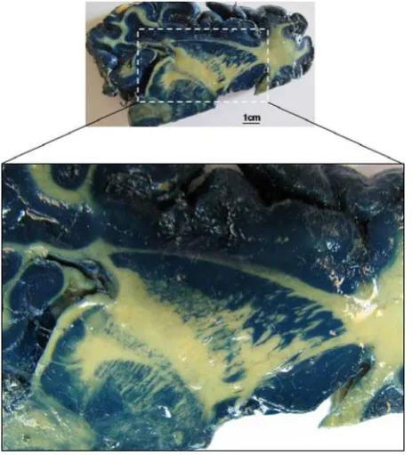 Figure 2. Comparing the colored plastinats in standard and stepwise dehydration methods