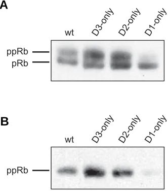 Fig. 1. pRb phosphorylation in wild-type and ‘single-cyclin’ em- Protein extracts were prepared from E13.5 embryos and sub-hyperphosphorylated forms of pRB and phosphorylated at serine 807/811 residues
